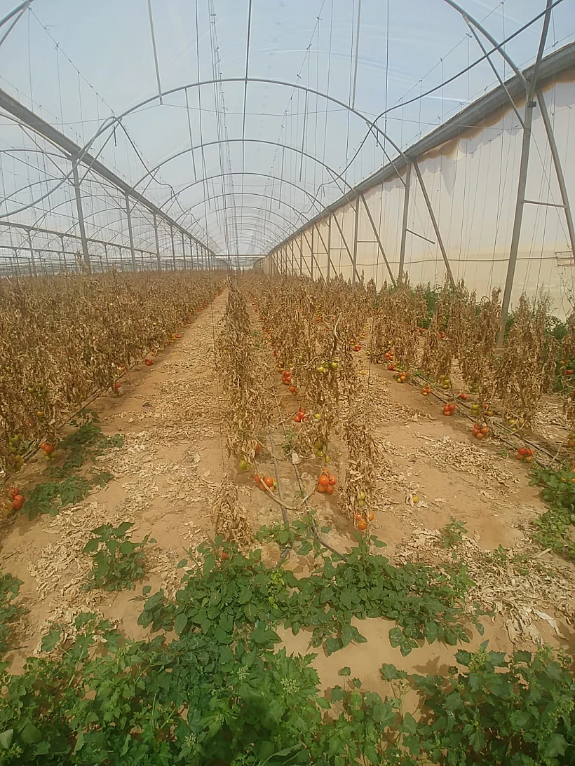 שטחים חקלאיים שהורעלו