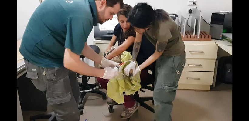 נשרים שהורעלו ברמת הגולן