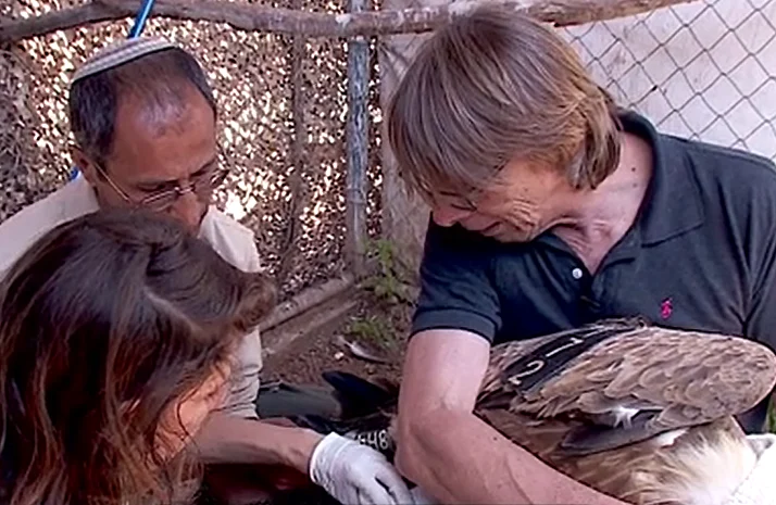 מטפלים בנשר לפני עזיבתו