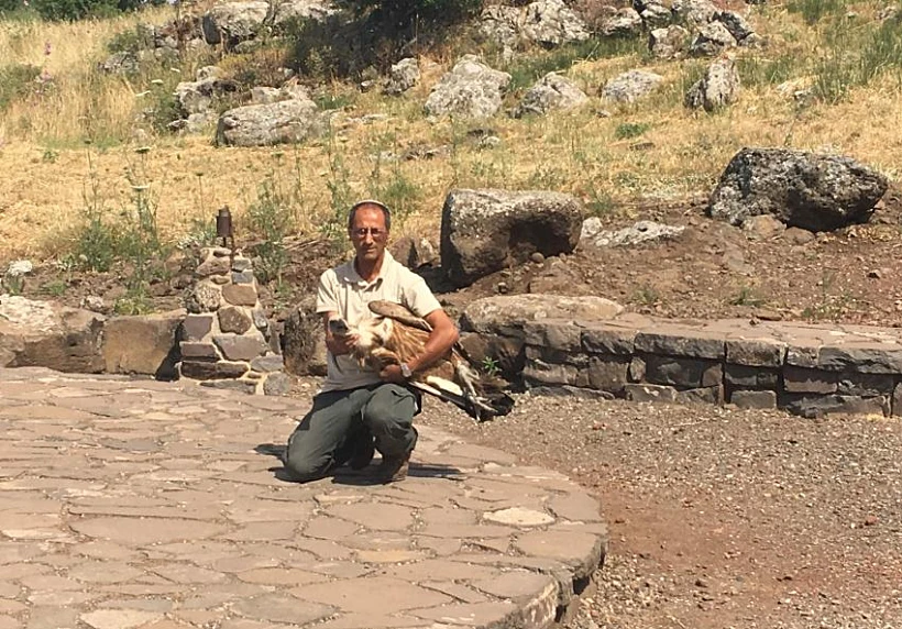 הנשר ששרד את ההרעלה בגולן משתחרר בשמורת גמלא