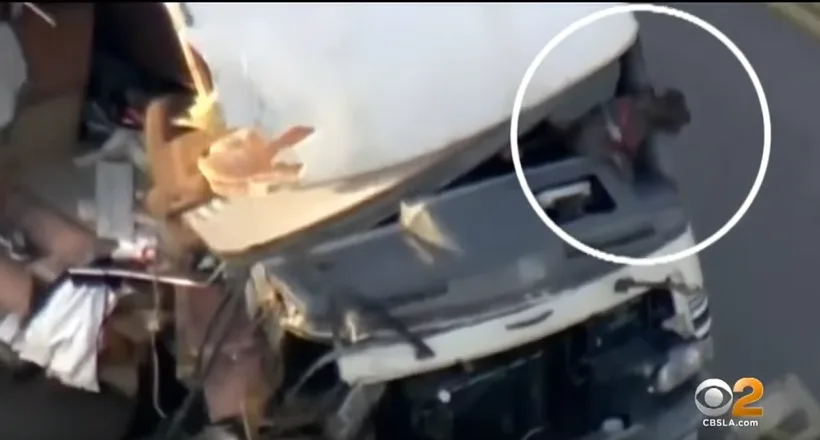 Dog In motorhome wildride