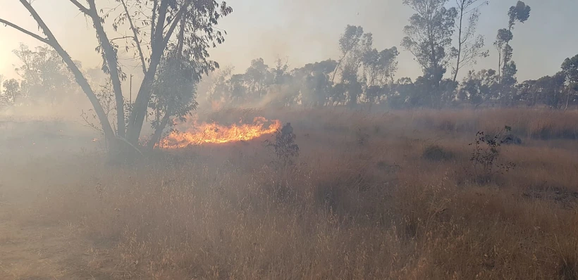 נזקי השריפה ביער בארי