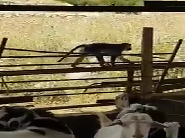 הקוף הלבנוני