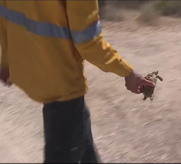 יערן מחזיק צב שניצל מהשריפות