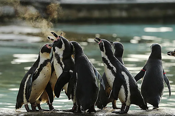 Gettyimages 630835072 594x594