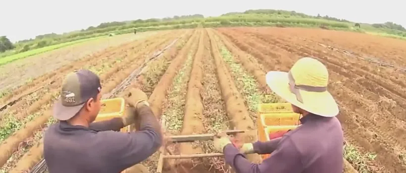 גידול בטטות בתעשייה החקלאית