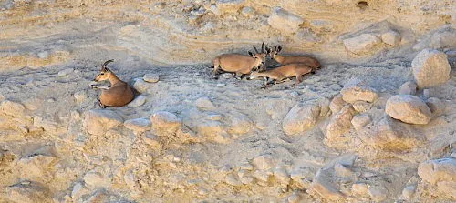 יעלים במדבר