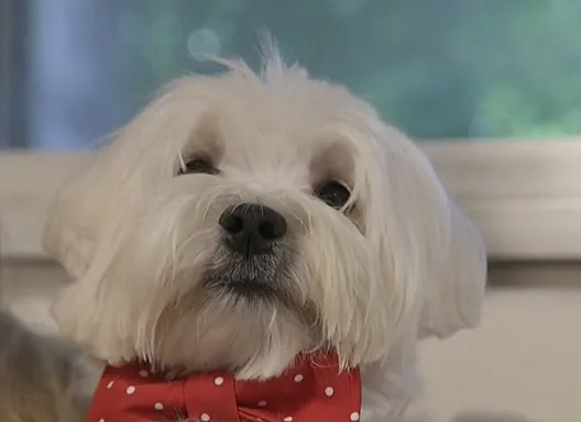 ''פרנקי סופרסטאר'' הכלב