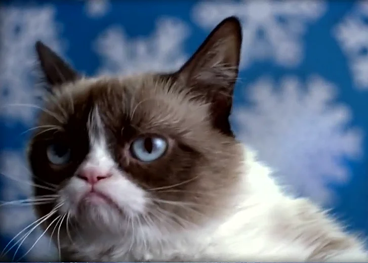 ''גראמפי קט'', החתול המפורסם בעולם