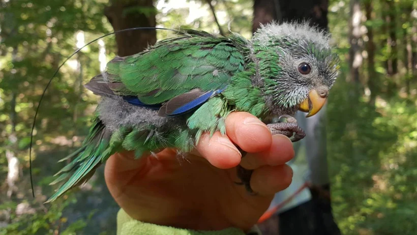 גוזל קאקריקי קרקה