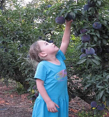 קטיף פירות ליד המושב נוב