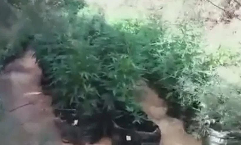 גידולי קנביס בבסיס האימונים צאלים