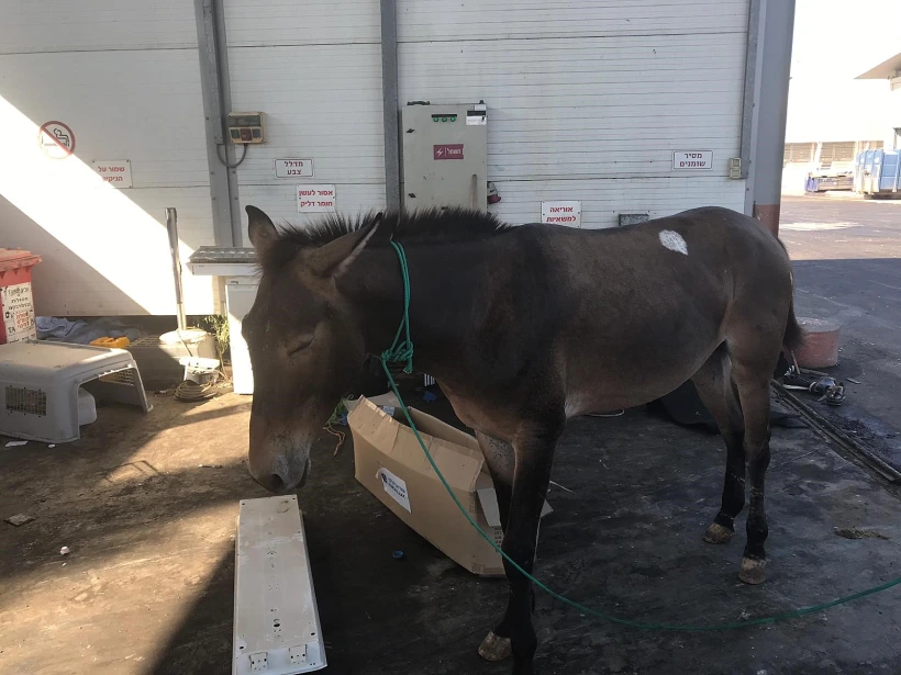 הפרד שערך ביקור בנתב''ג