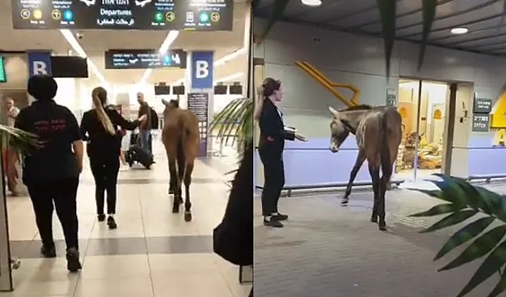 הפרד שערך ביקור בנתב''ג