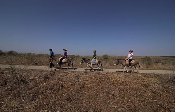 טיול חמורים בחאן אל-על