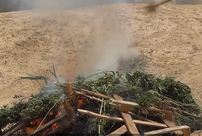 מחסלי הקנאביס בשטחי האש של צה''ל