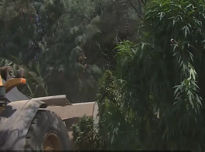 מחסלי הקנאביס בשטחי האש של צה''ל