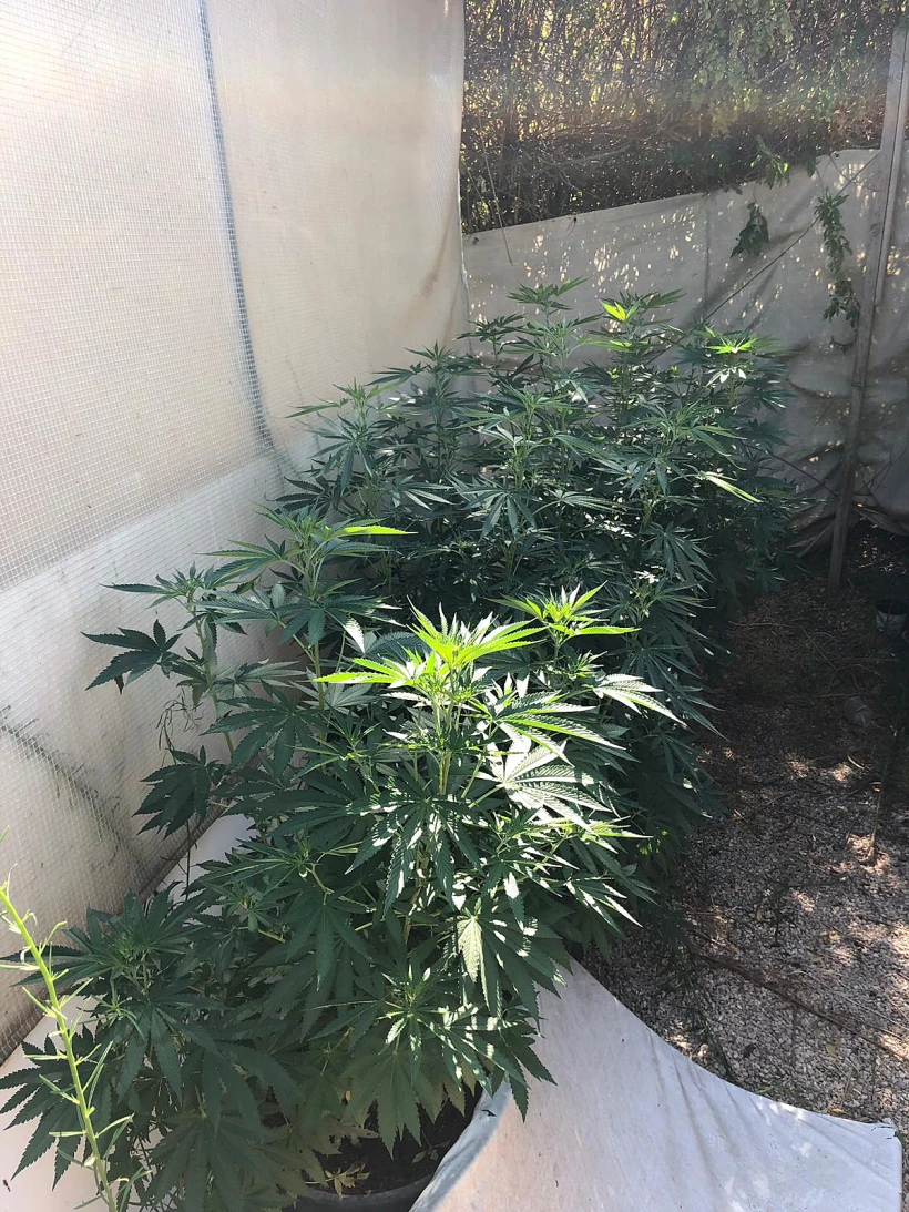 שתילי הקנאביס בפעוטון