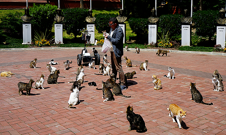 האכלת חתולים באיסטנבול