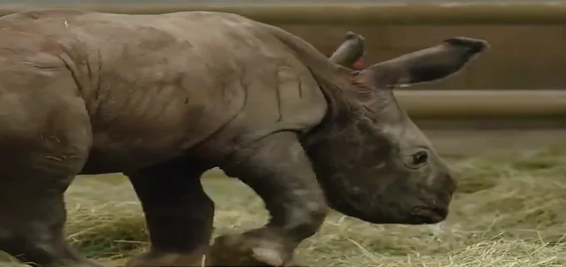 גור קרנף רחב שפה (סן דייגו)