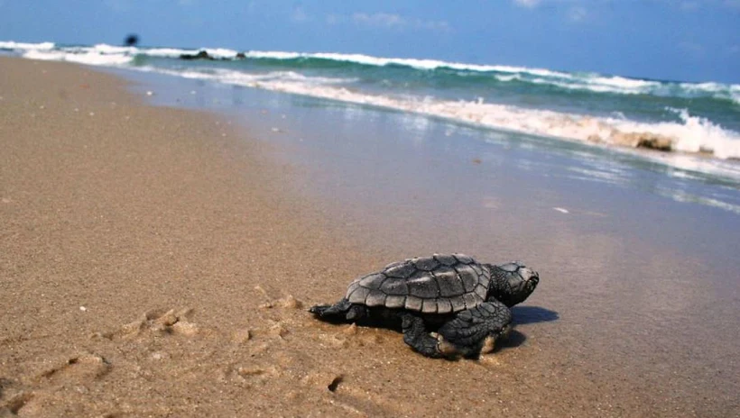 המרכז הארצי להצלת צבי ים