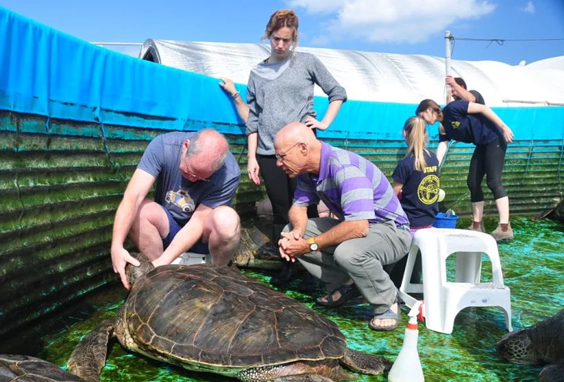 המרכז הארצי להצלת צבי ים