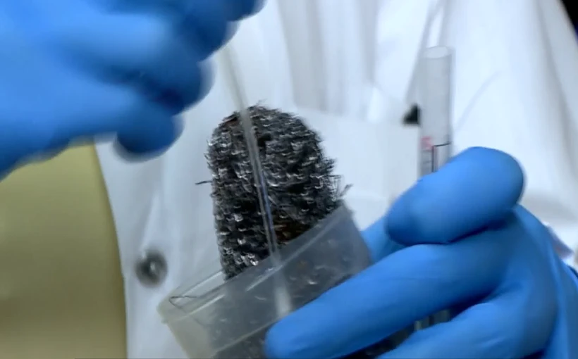 מבחן הסקוצ'ים