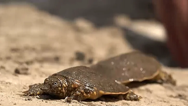 צב בסכנת הכחדה, עמק החולה