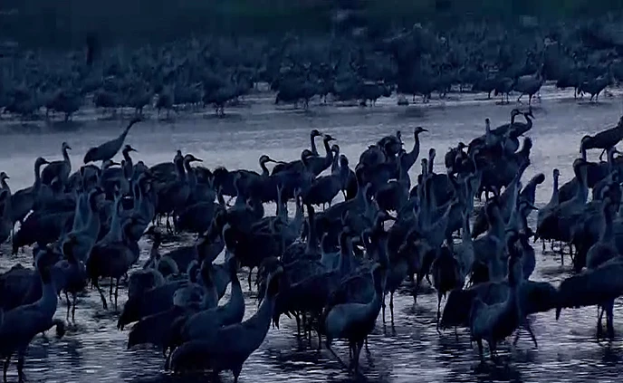 עופות בעמק החולה