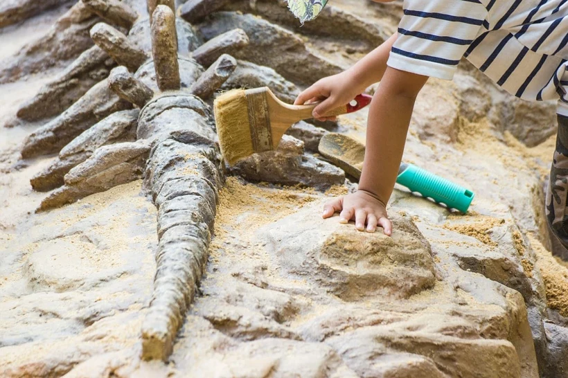 טכנודע - גילוי מאובנים בחפירה בארגז חול ענק