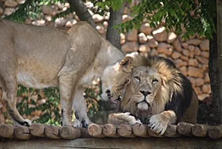 גן החיות התנ''כי שבירושלים