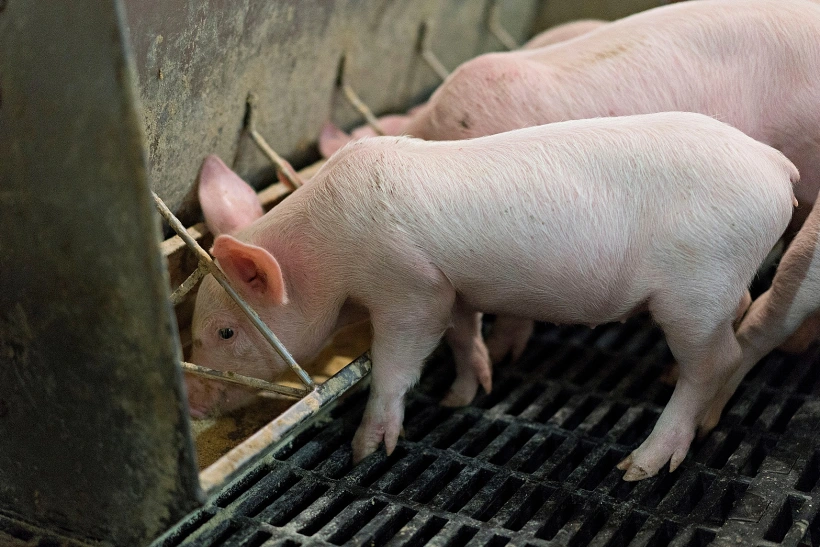 חוות חזירים, אילוסטרציה