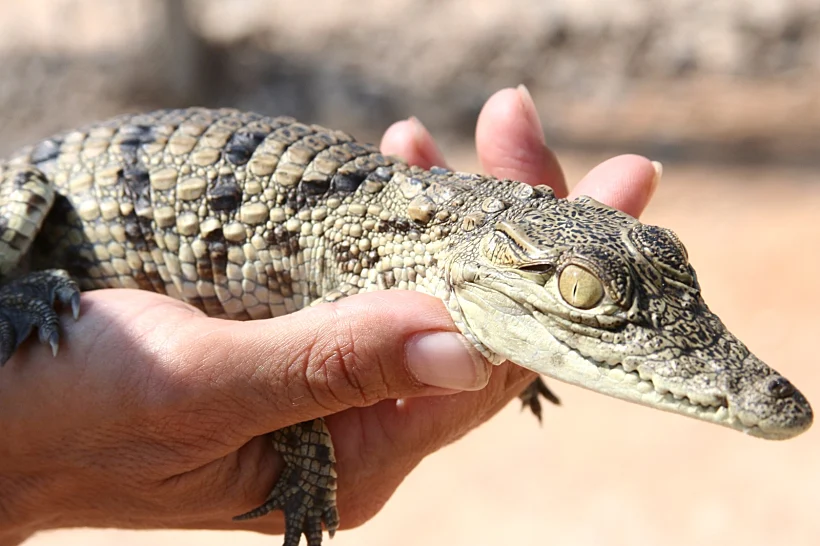 להצטלם עם תנין