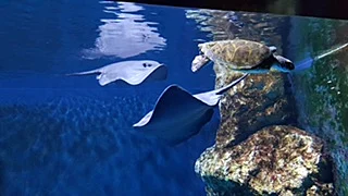 אקווריום ישראל