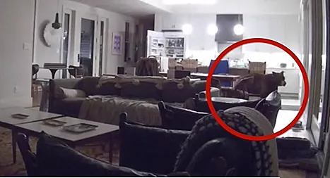 הדב שפלש לבית בקליפורניה