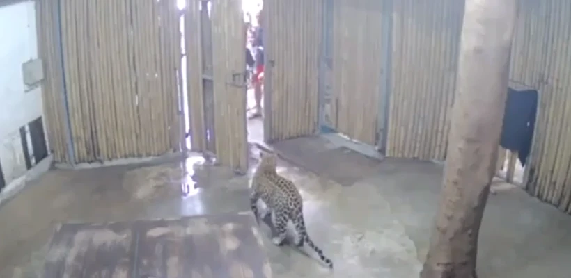 הטיגריס רגע לפני הבריחה