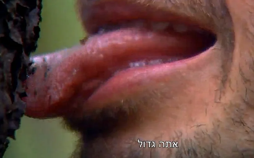 אמזונס