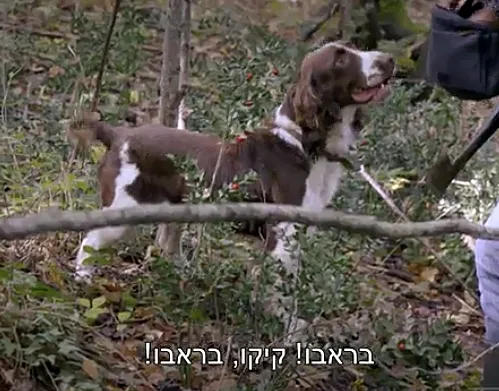 קרב השפים הגדול