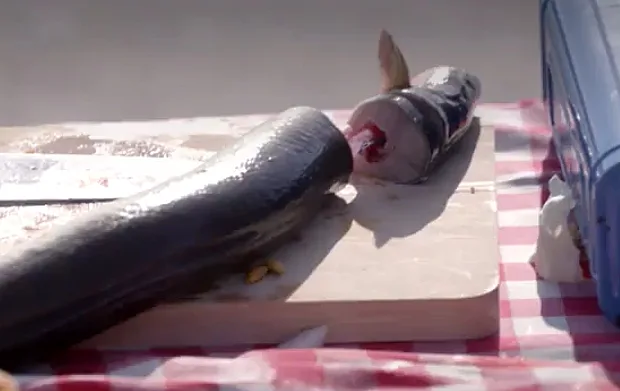 קרב השפים הגדול