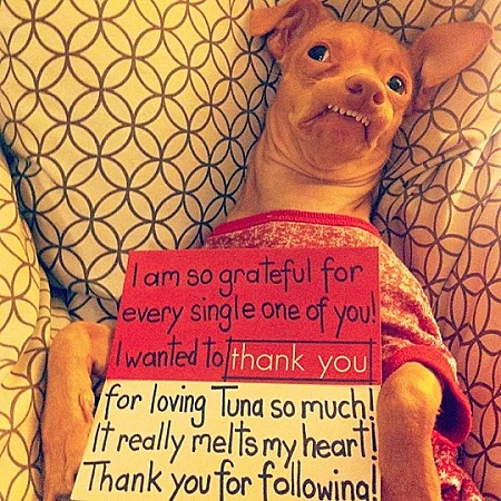 טונה הכלב המכוער