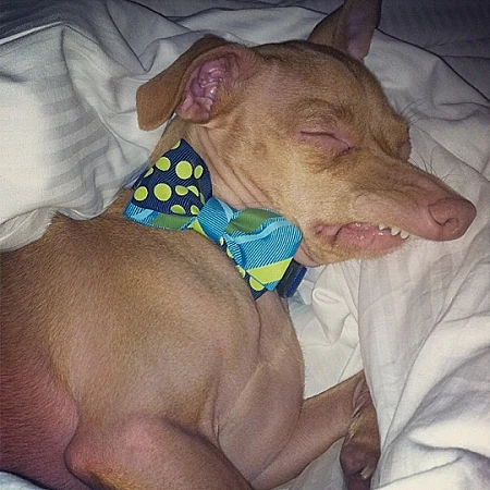 טונה הכלב המכוער