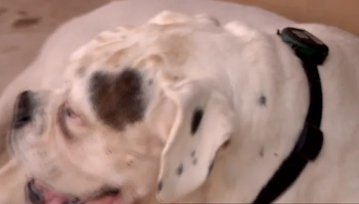 התקן פט ווטץ'