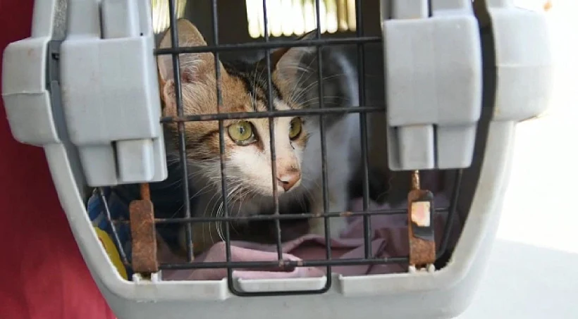 חתול שנפצע ברצועת עזה והועבר לטיפול בישראל