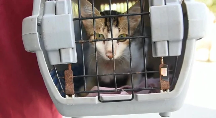 חתול שנפצע ברצועת עזה והועבר לטיפול בישראל