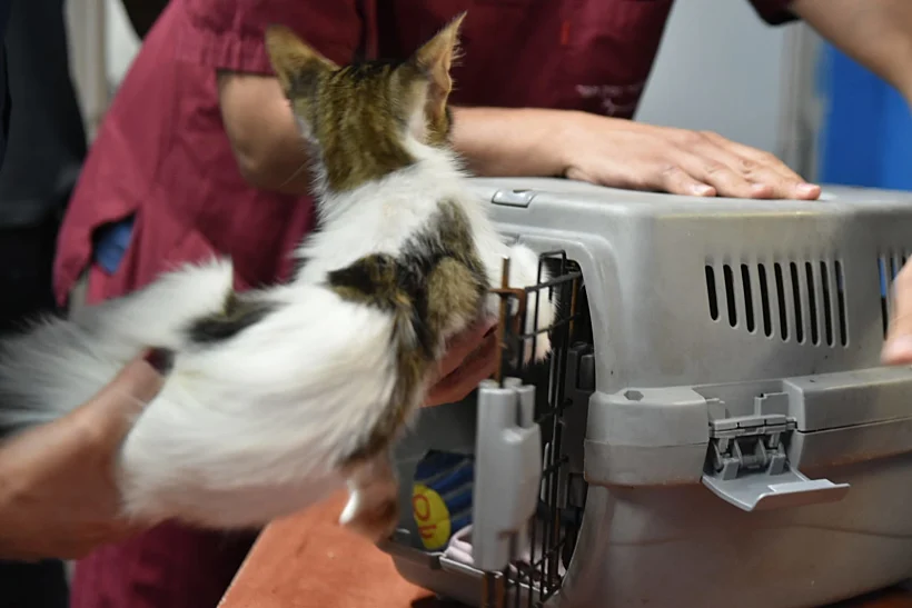 חתול שנפצע ברצועת עזה והועבר לטיפול בישראל