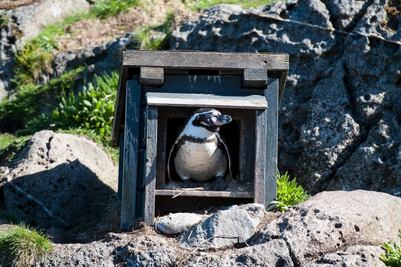 פינגווין אפרוח, ארכיון