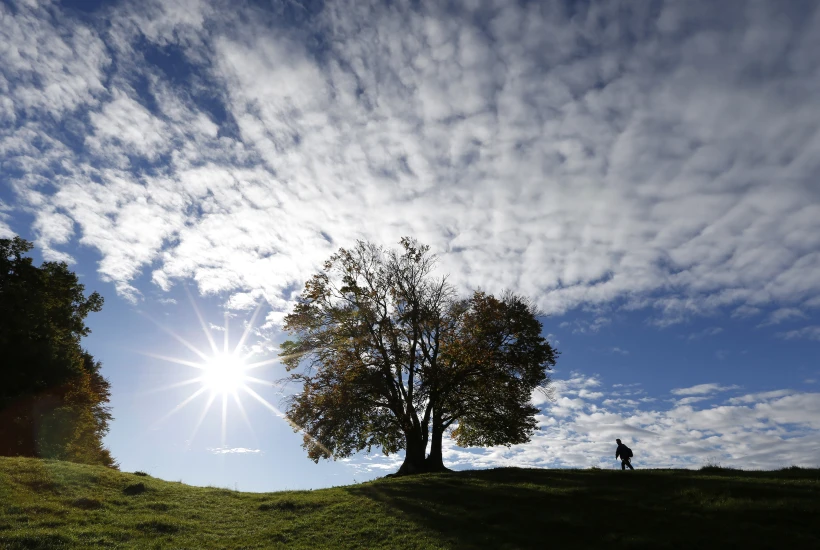 עץ במזג אוויר בהיר עם עננים - אילוסטרציה