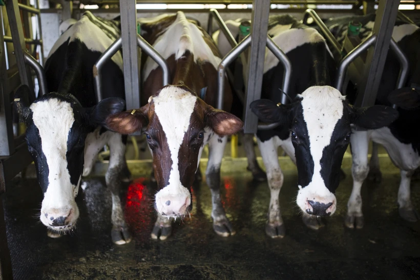 פרות ברפת בקיבוץ יד מרדכי