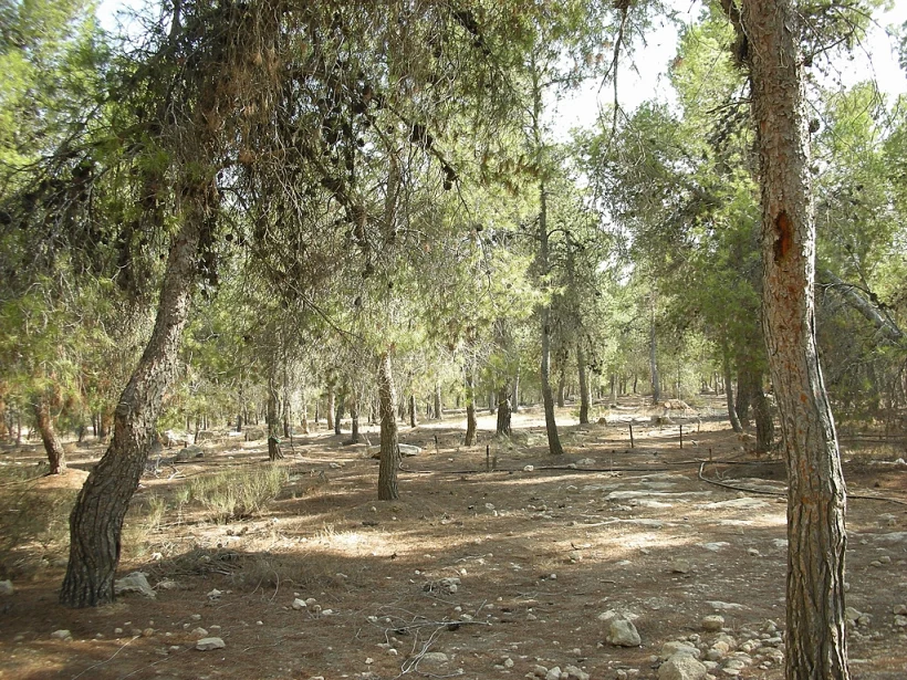 יער יתיר בנגב