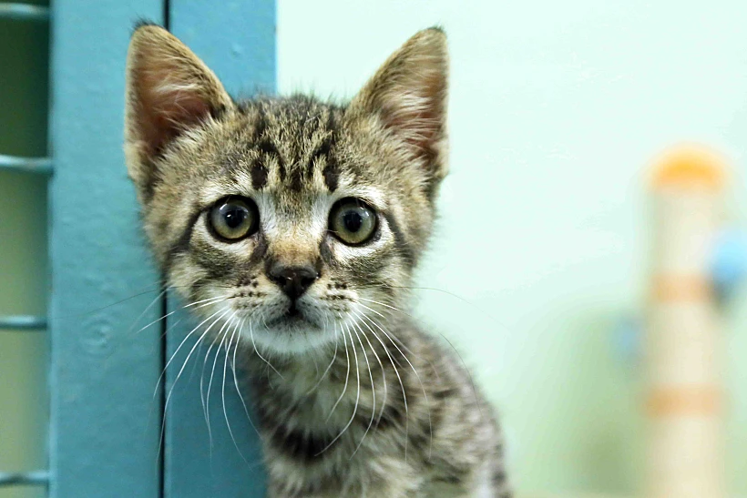 מנשה. חתול לאימוץ
